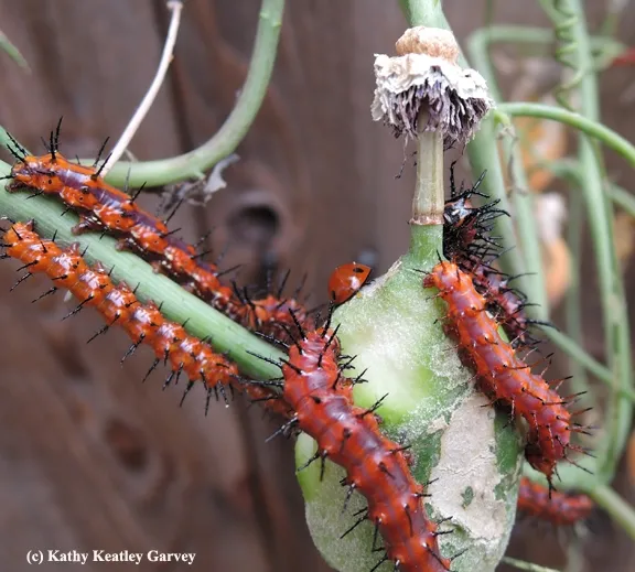 Gulf Fritillary caterpillars move around the lady beetle, aka ladybug. (Photo by Kathy Keatley Garvey)