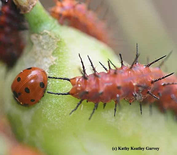 A touching moment. (Photo by Kathy Keatley Garvey)