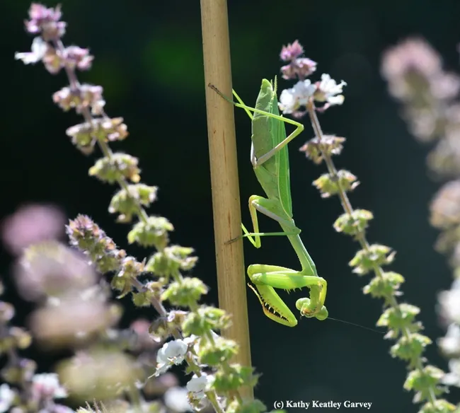 Praying mantis stretches in the African blue basil. (Photo by Kathy Keatley Garvey)