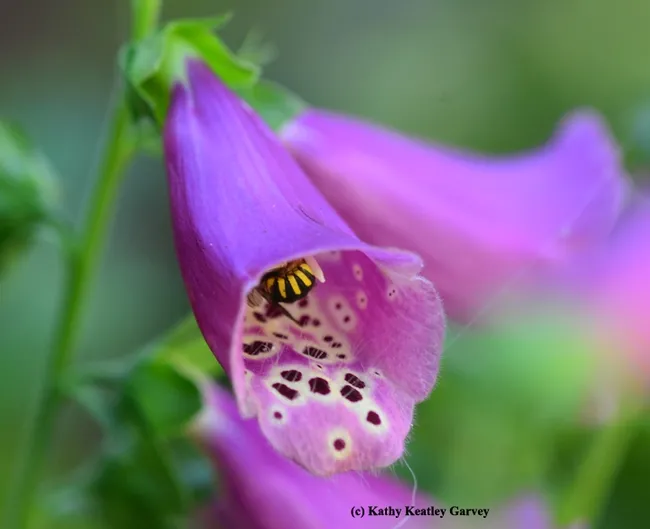 European wool carder bee nestled inside a foxglove. (Photo by Kathy Keatley Garvey)