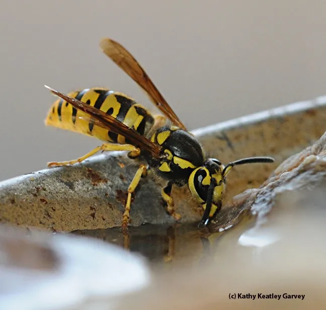 This is a Western yellowjacket, Vespula pensylvanic, which looks a lot like the wasp mimic, genus Ceriana. (Photo by Kathy Keatley Garvey)