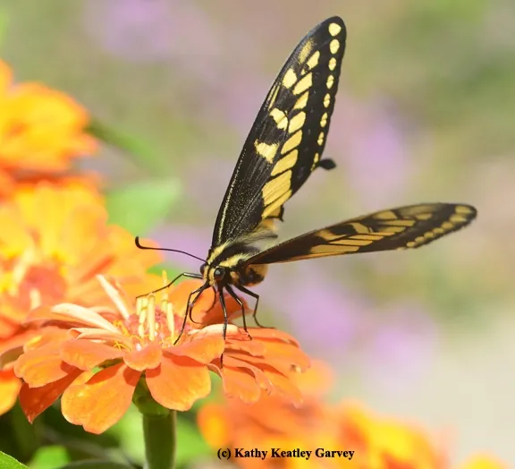Anise Swallowtail about to take flight. (Photo by Kathy Keatley Garvey)