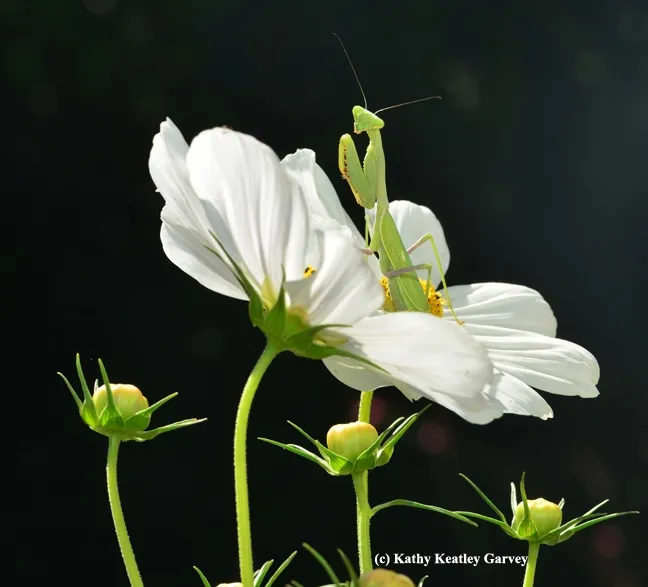 A praying mantis perches on a cosmos. (Photo by Kathy Keatley Garvey)