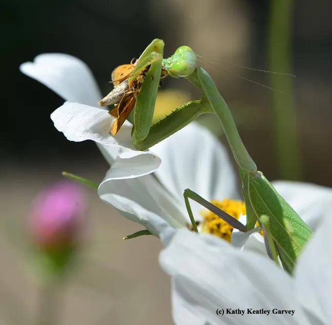 Second strike! A fiery skipper butterfly. (Photo by Kathy Keatley Garvey)