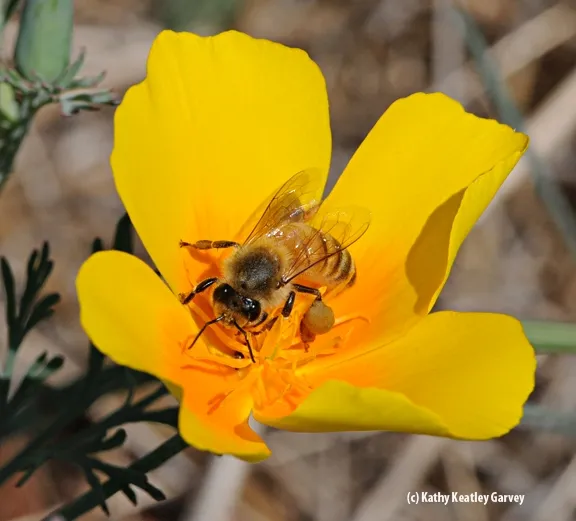 Honey bee on a California golden poppy. (Photo by Kathy Keatley Garvey)