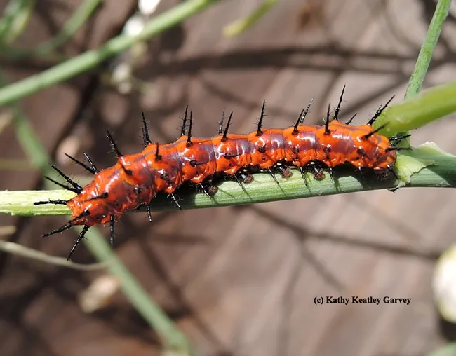 A very hungry Gulf Fritillary caterpillar working over the Passiflora. (Photo by Kathy Keatley Garvey)