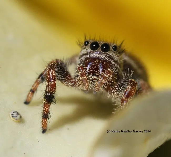 A jumping spider, nestled in the petals of a yellow rose, "Sparkle and Shine," looks at the photographer. (Photo by Kathy Keatley Garvey)