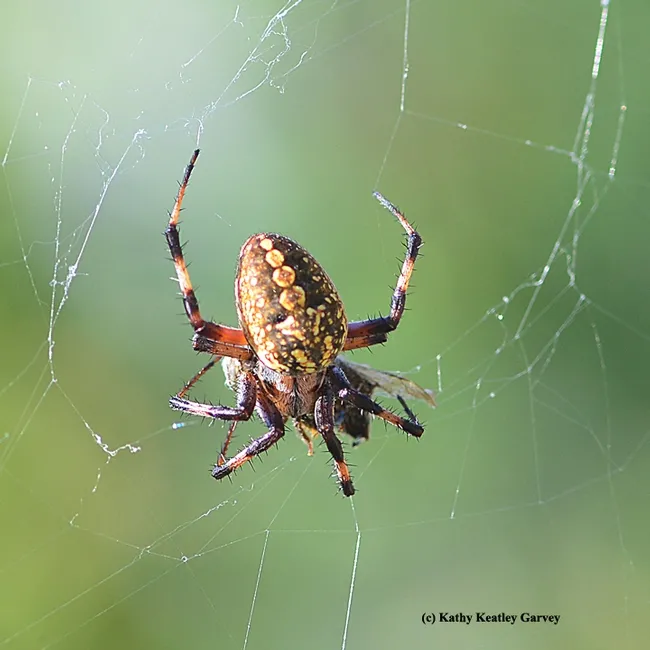 Garden spider struggles with its prey, a honey bee. (Photo by Kathy Keatley Garvey)