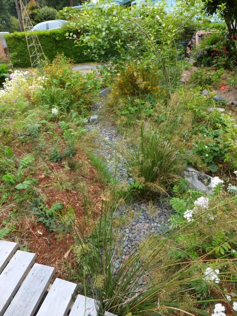Rain Gardens - Photo