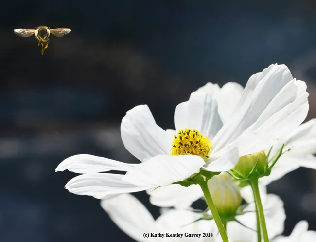 Honey bee heading for a Cosmos. (Photo by Kathy Keatley Garvey)
