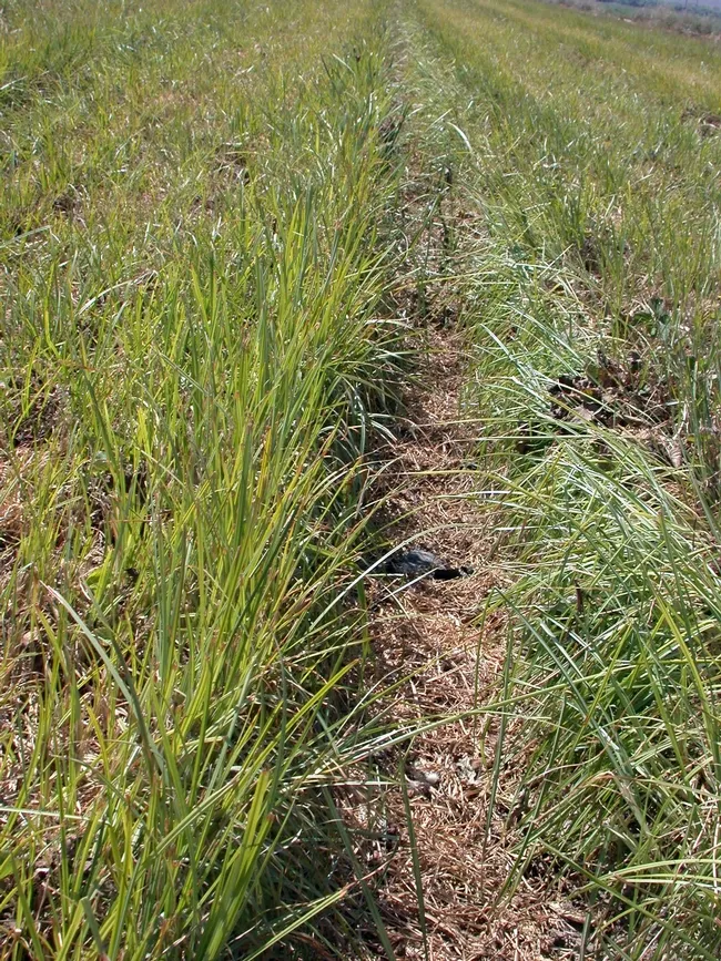 In the absence of control tools yellow nutsedge easily outcompetes strawberry and takes over the fields. Newly developed tubers will germinate nearly year-around in Southern California.