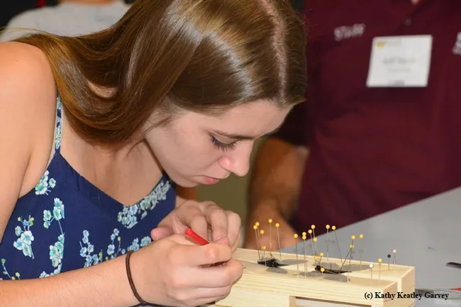 Cassidy Hansen works on a butterfly. (Photo by Kathy Keatley Garvey)