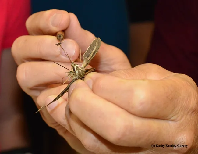 The white-lined sphinx moth has a long proboscis (tongue). (Photo by Kathy Keatley Garvey)
