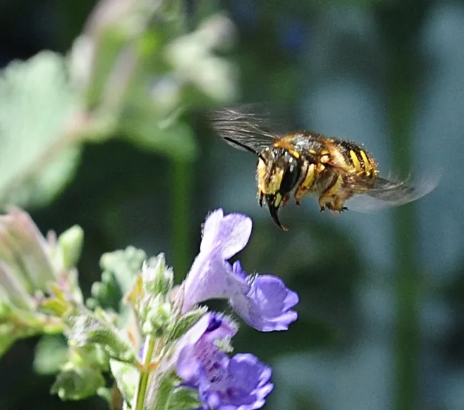 Wool carder bee zeroing in on catmint. (Photo by Kathy Keatley Garvey)