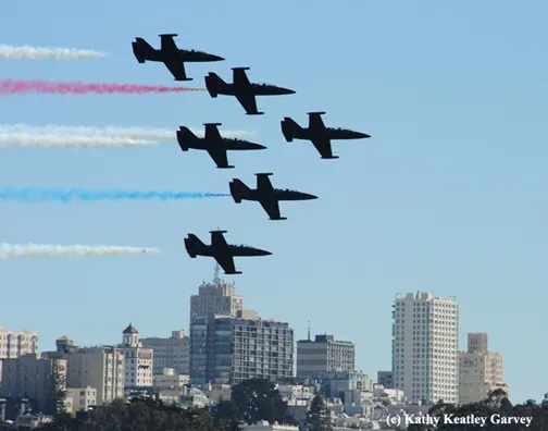 Blue Angels roar past the city of San Francisco. (Photo by Kathy Keatley Garvey)