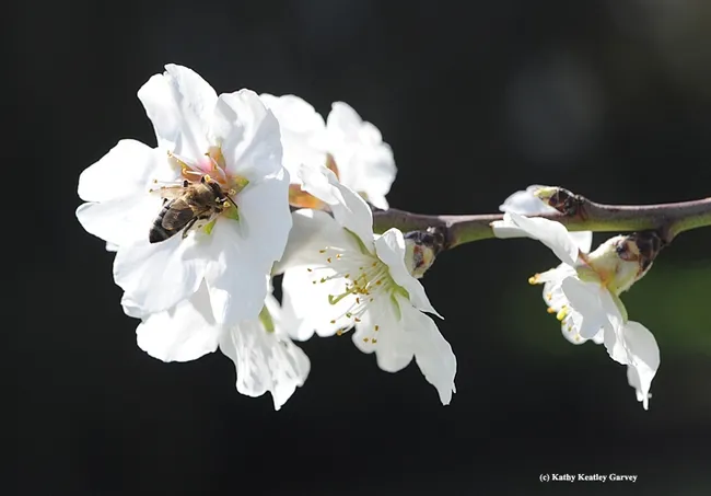 Honey bee pollinating an almond blossom. (Photo by Kathy Keatley Garvey