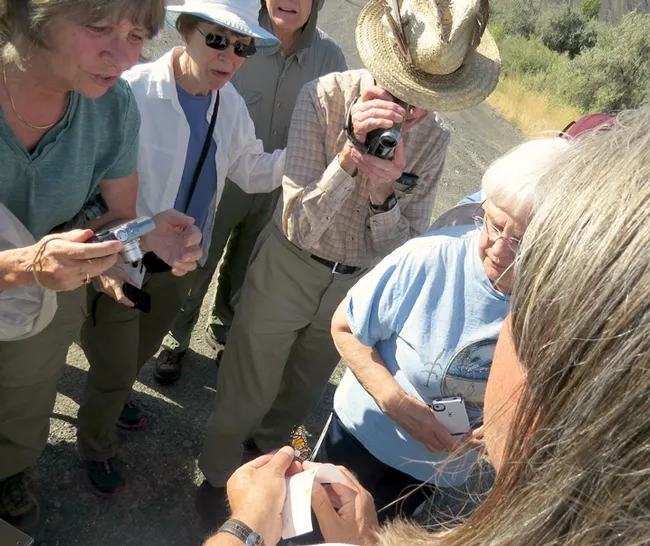 Entomologist David James demonstrates how to tag a Monarch. This image was taken at a meeting of the Washington Butterfly Association at a Monarch breeding site near Vantage in central Washington on Aug. 23 2014.