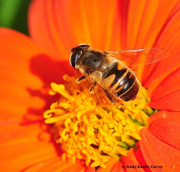 The "H" is easily seen on the drone fly. (Photo by Kathy Keatley Garvey)