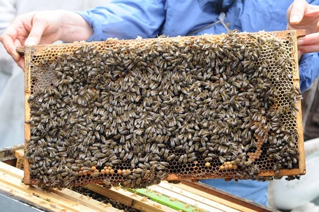 A frame of healthy bees. (Photo by Kathy Keatley Garvey)