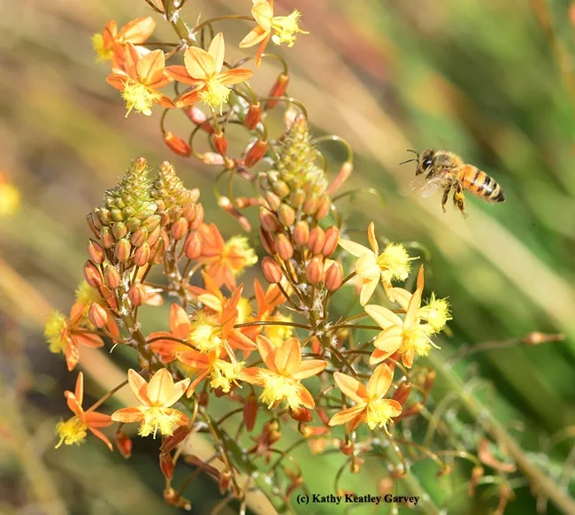 Honey bee heading toward a bulbine (Bulbine frutesens). (Photo by Kathy Keatley Garvey)