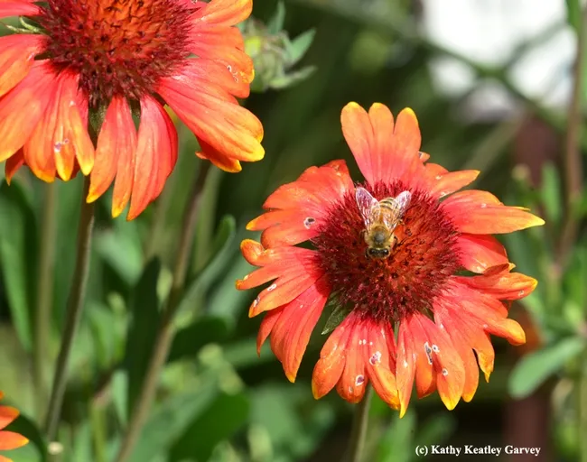 Honey bee foraging on a blanket flower (Gallardia). (Photo by Kathy Keatley Garvey)