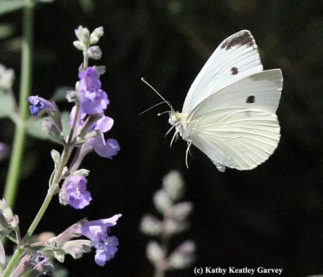 Have you seen this butterfly? You can become a part of a global community of citizen scientists by helping graduate students with a project. (Photo by Kathy Keatley Garvey)
