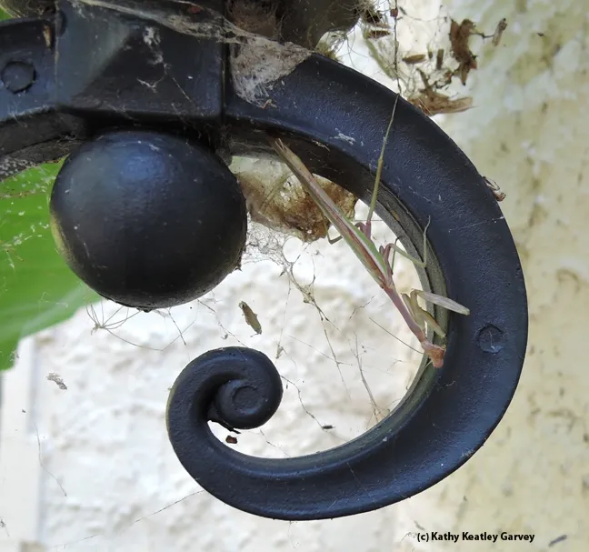 Porch lights attract predators and prey, including this predator, a praying mantis. (Photo by Kathy Keatley Garvey)