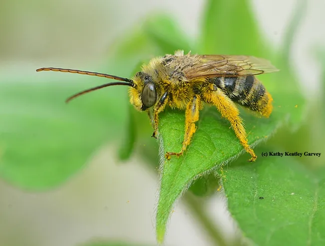 A long-horned male bee, Melissodes robustior, on the leaf of a Mexican sunflower, Tithonia. (Photo by Kathy Keatley Garvey