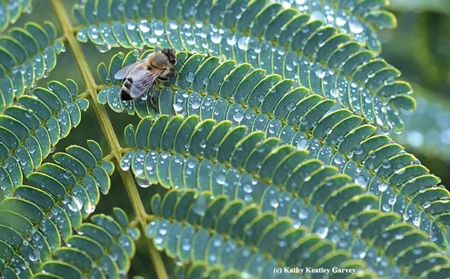 A honey bee encounters rain drops Nov. 13 in the midst of the California drought. (Photo by Kathy Keatley Garvey)