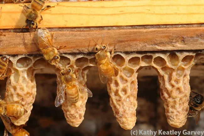 Worker bes cleaning out queen cells. Honey bee presentations will be part of the ICE program. (Photo by Kathy Keatley Garvey)