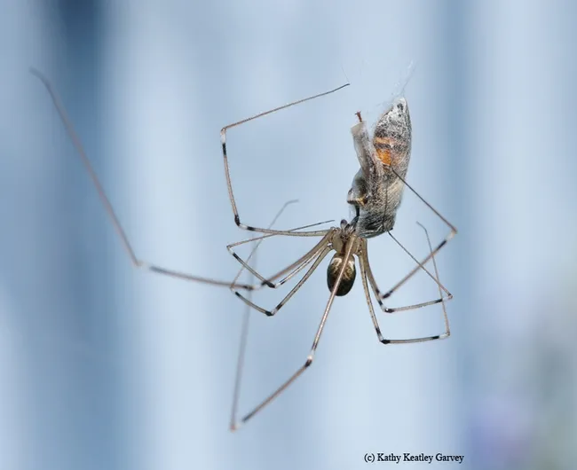 Cellar spider wrapping a honey bee. How many myths do you know about spiders? (Photo by Kathy Keatley Garvey)