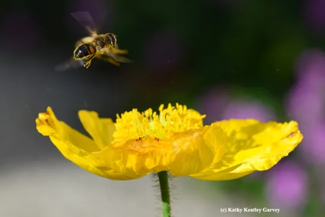 A drone fly, aka hover fly and syrphid fly, engaging in a little acrobatics over an Iceland poppy. (Photo by Kathy Keatley Garvey)