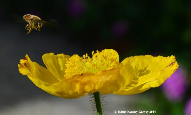 Hover fly heading for an Iceland poppy. (Photo by Kathy Keatley Garvey)
