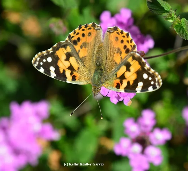 A Painted Lady (Vanessa cardui) nectaring on lantana on Black Friday. (Photo by Kathy Keatley Garvey)