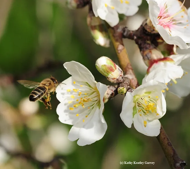Honey bee pollinating an almond blossom. (Photo by Kathy Keatley Garvey)