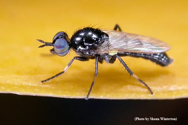 Shaun Winterton of the California Department of Food and Agriculture, an associate of the Bohart Museum, collected this stiletto fly, genus Agapophytus, and photographed it. It now needs a name. (Shaun Winterton Photo)