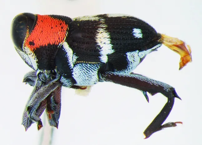 This weevil, found in a Costa Rica forest, is up for adoption: it needs a name. (Photo by Andrew Richards, Bohart Museum of Entomology)