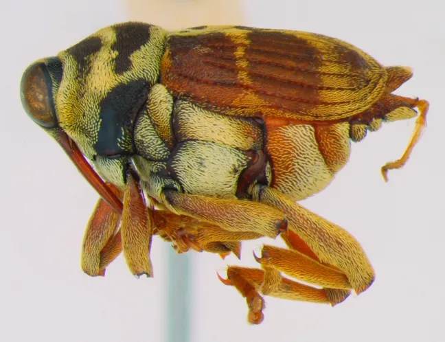 Here's another weevil, found in a Costa Rica forest, that needs a name. (Photo by Andrew Richards, Bohart Museum of Entomology)