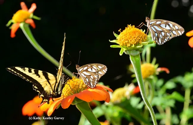 Two's company. Three's a crowd? (Photo by Kathy Keatley Garvey)