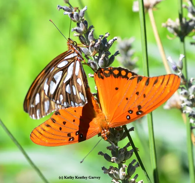 Spreading the wings! (Photo by Kathy Keatley Garvey)