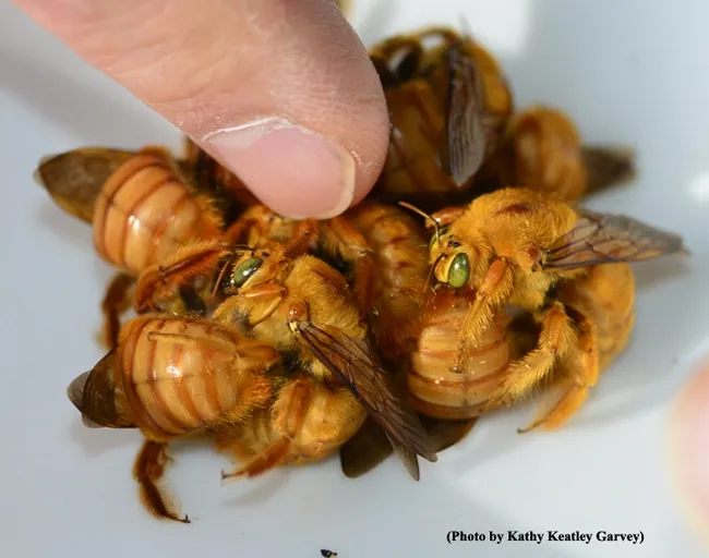 A cluster of male Valley carpenter bees.