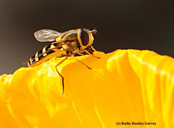 Close-up of a syrphid fly, aka flower fly or hover fly. Note the setae or bristle on the head. (Photo by Kathy Keatley Garvey)