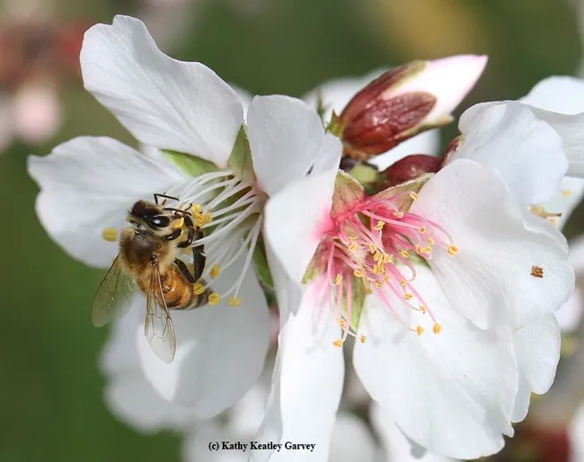 Honey bee pollinating an almond blossom. (Photo by Kathy Keatley Garvey)