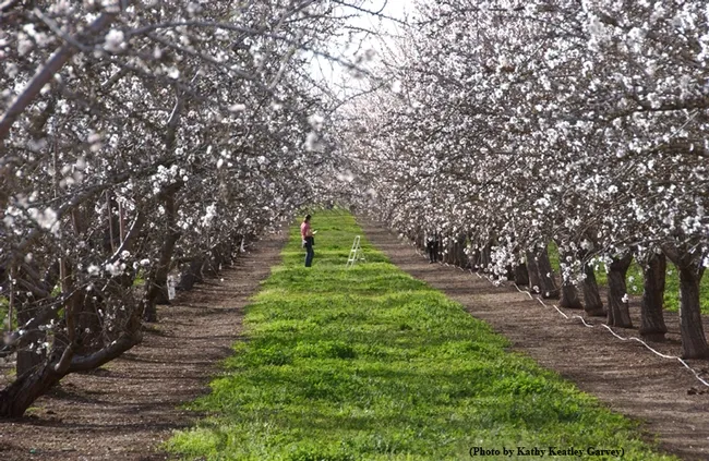 A University of California researcher in a Capay Valley almond orchard. (Photo by Kathy Keatley Garvey)