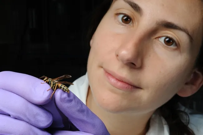 Amy Toth with a Polistes paper wasp.