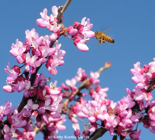 A honey bee foraging on a redbud, Cercis canadensis, at the UC Davis Arboretum Teaching Nursery. (Photo by Kathy Keatley Garvey)