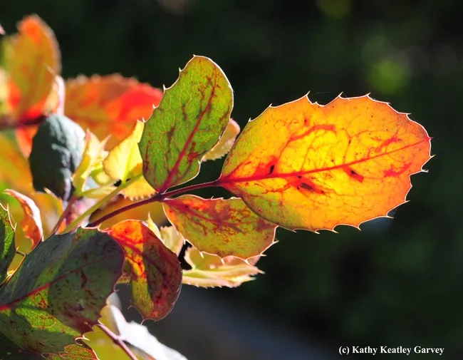 An Oregon grape, Berberis aquifolium, glows in the UC Davis Arboretum Teaching Nursery. (Photo by Kathy Keatley Garvey)