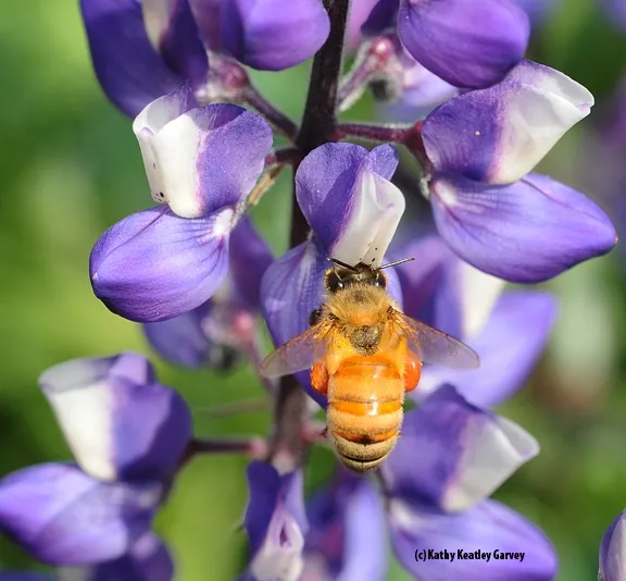 Saddlebags? No, a heavy load of pollen. (Photo by Kathy Keatley Garvey)