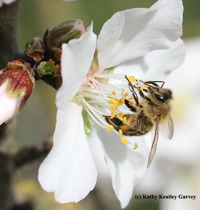 A honey bee pollinating an almond blossom. (Photo by Kathy Keatley Garvey)