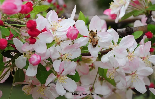 Check out the pollen load of this honey bee on flowering crab apple. (Photo by Kathy Keatley Garvey)